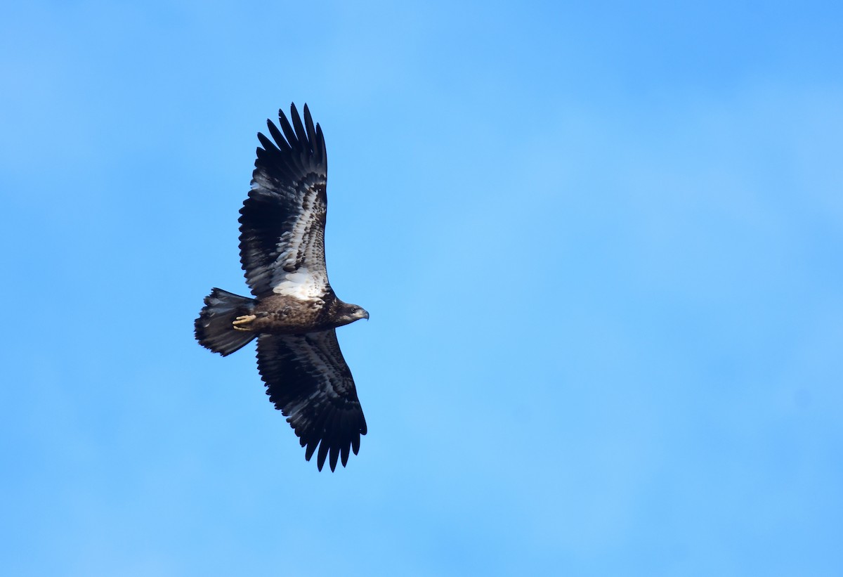 Bald Eagle - ML634843983