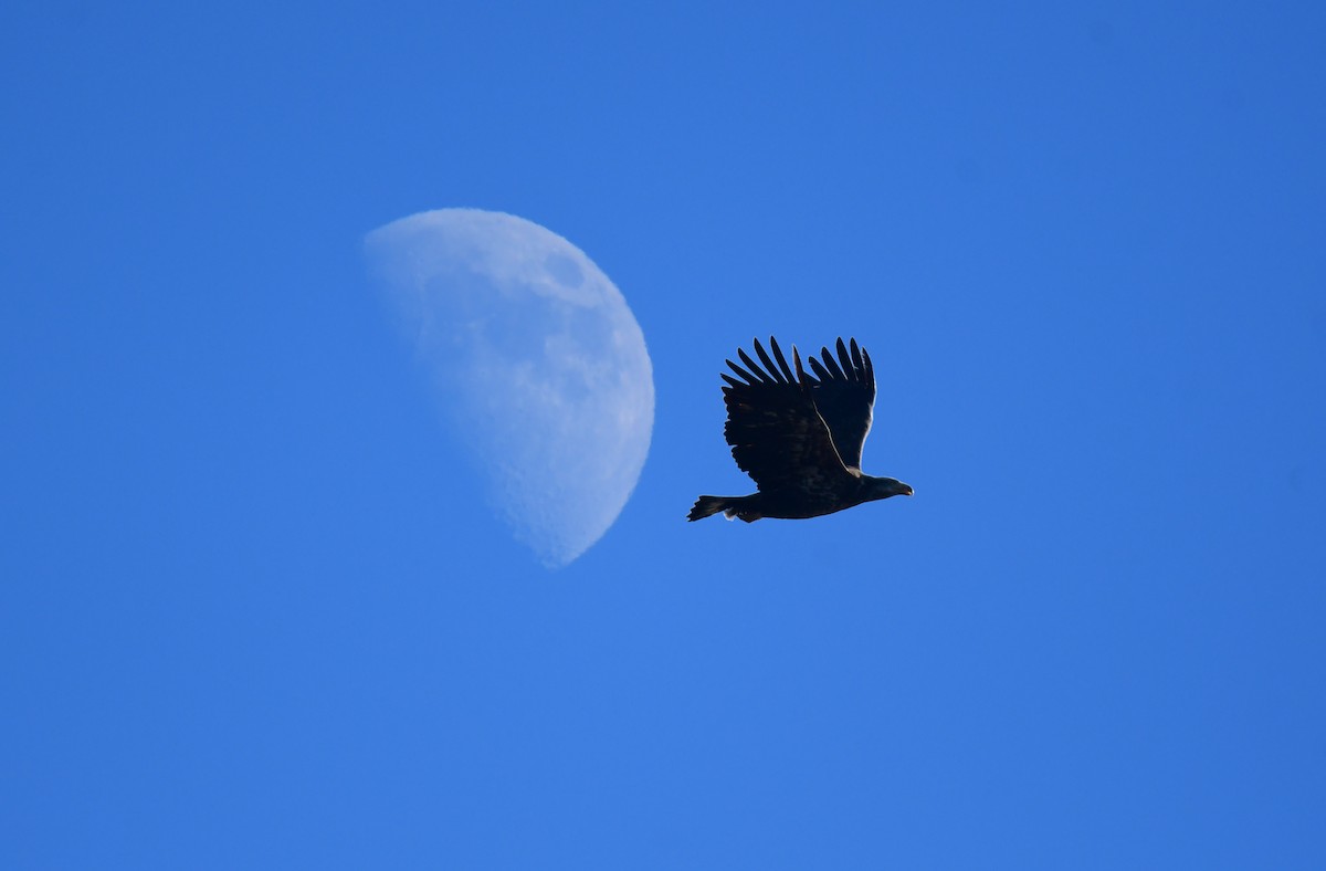 Bald Eagle - ML634843985