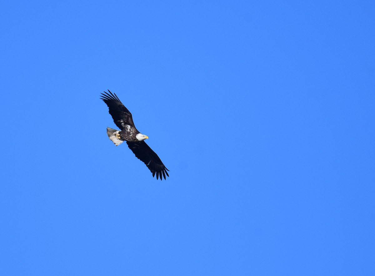 Bald Eagle - ML634843986