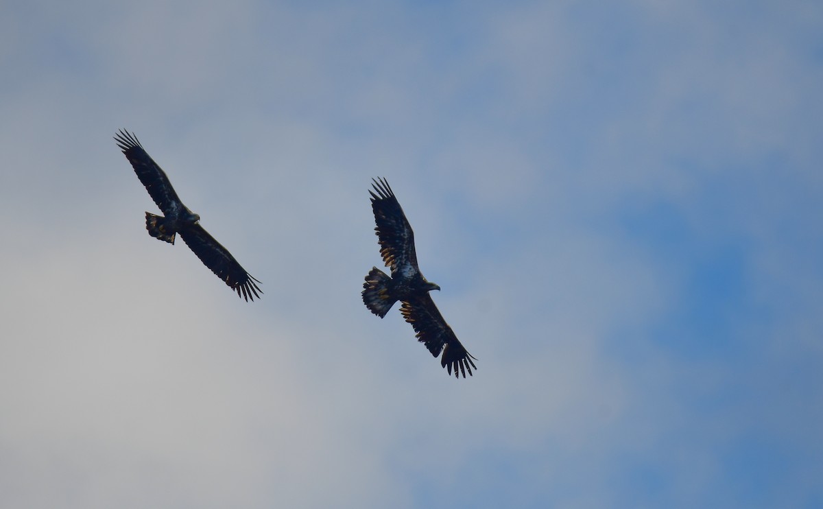 Bald Eagle - ML634843988