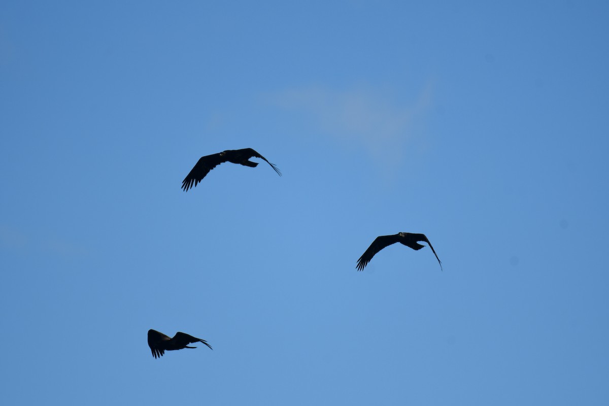 Bald Eagle - ML634843989