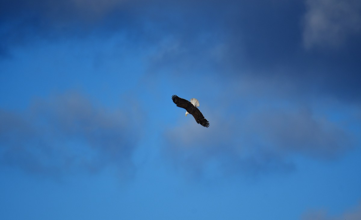 Bald Eagle - ML634843990
