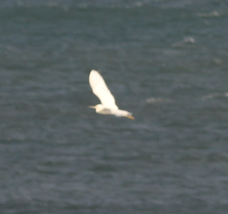 Eastern Cattle-Egret - ML634844097
