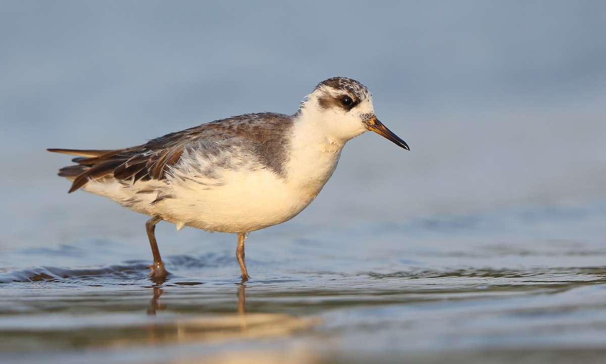 polarsvømmesnipe - ML634844216