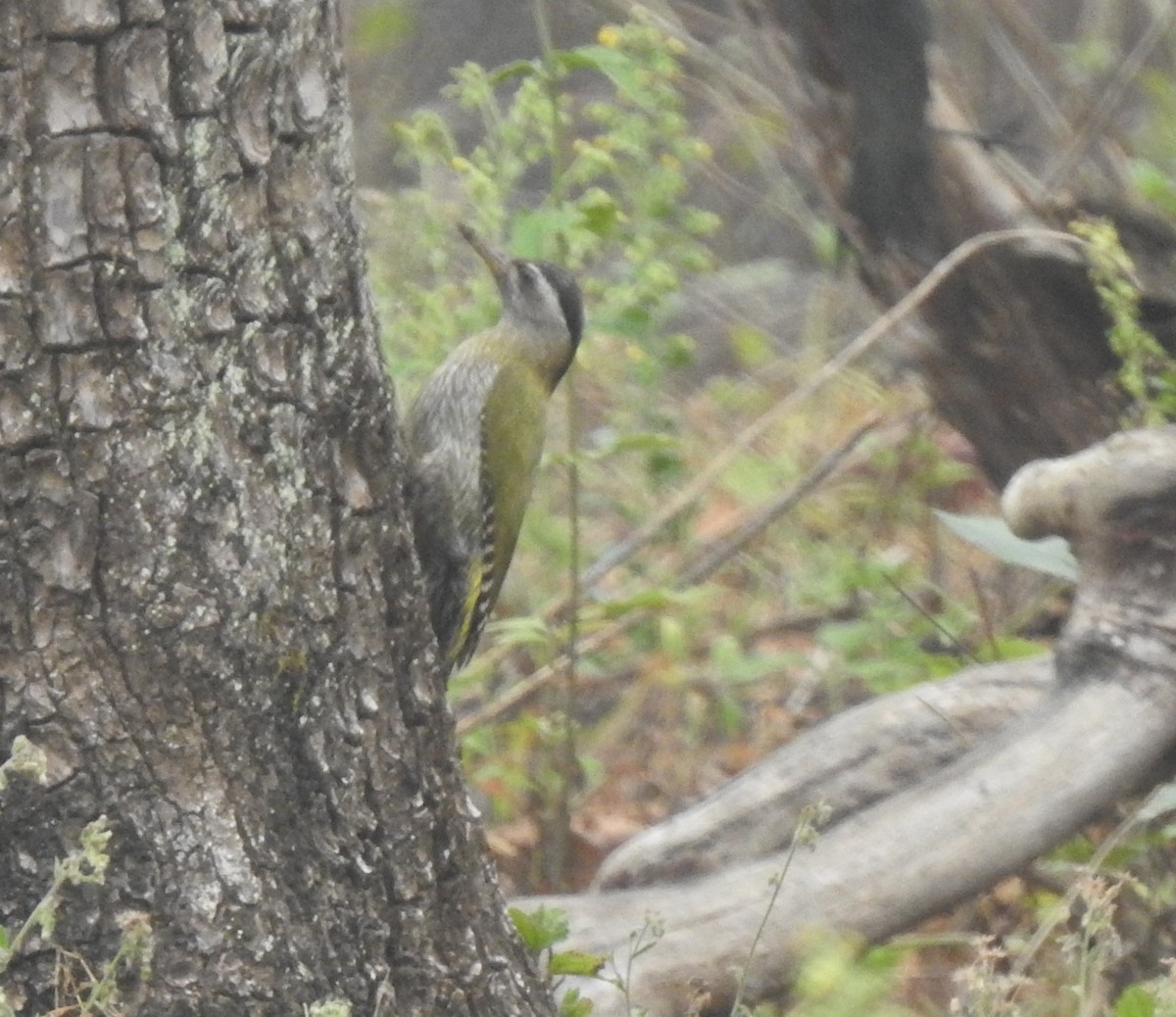 Streak-throated Woodpecker - ML634844223