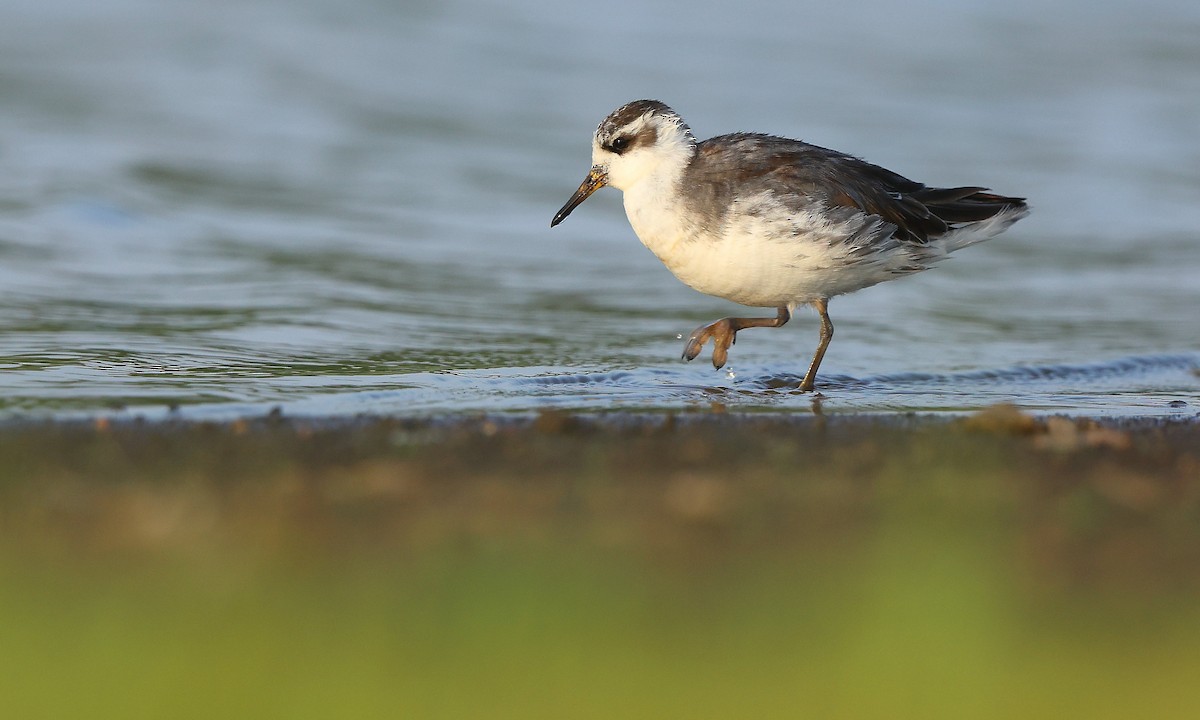 polarsvømmesnipe - ML634844324