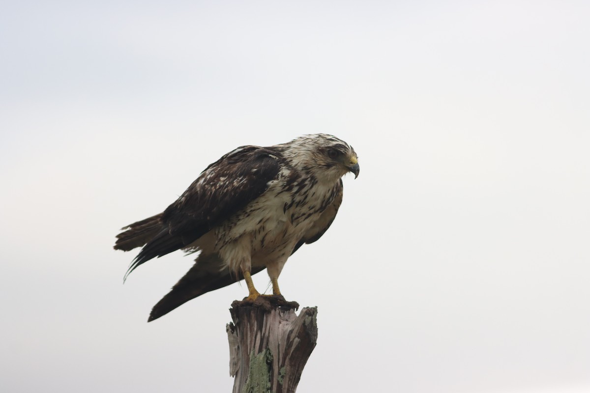 Swainson's Hawk - ML634844462