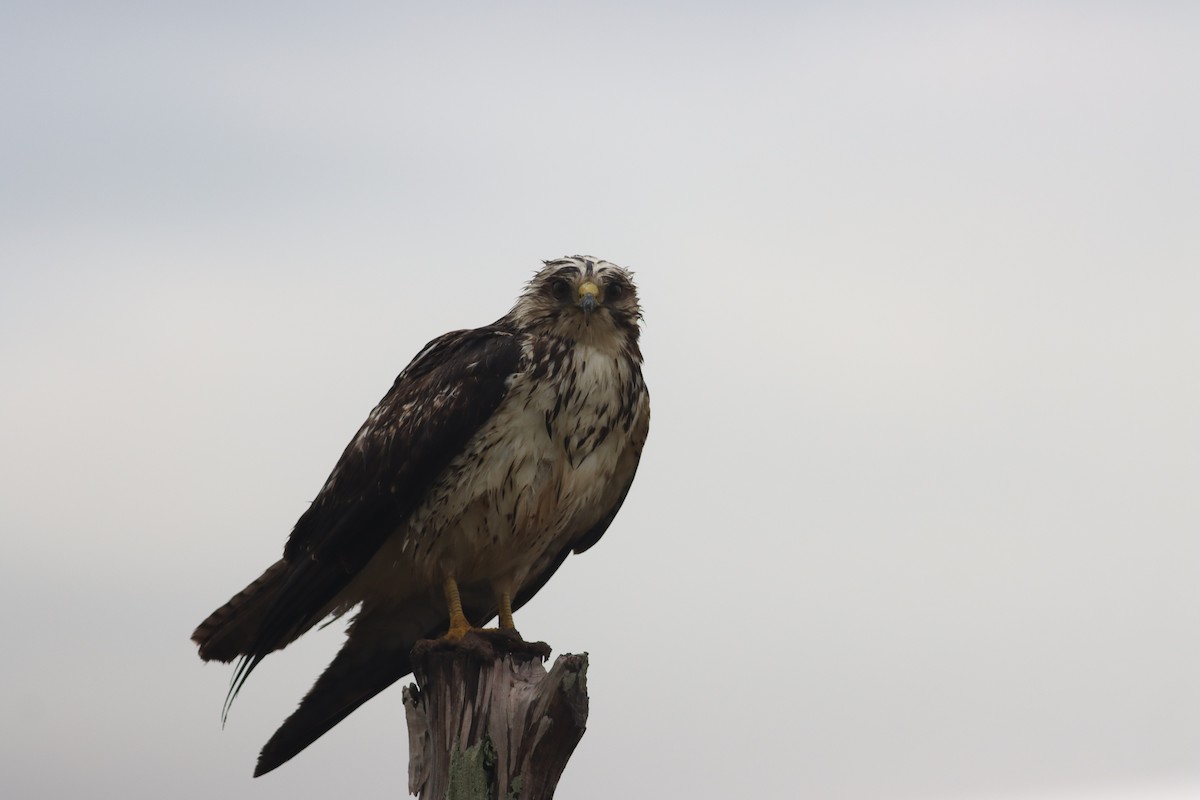 Swainson's Hawk - ML634844463