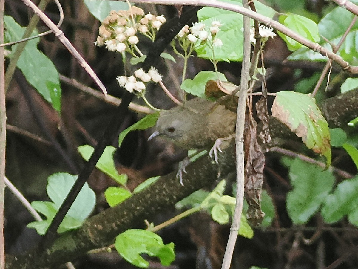 Naga Wren-Babbler - ML634844486