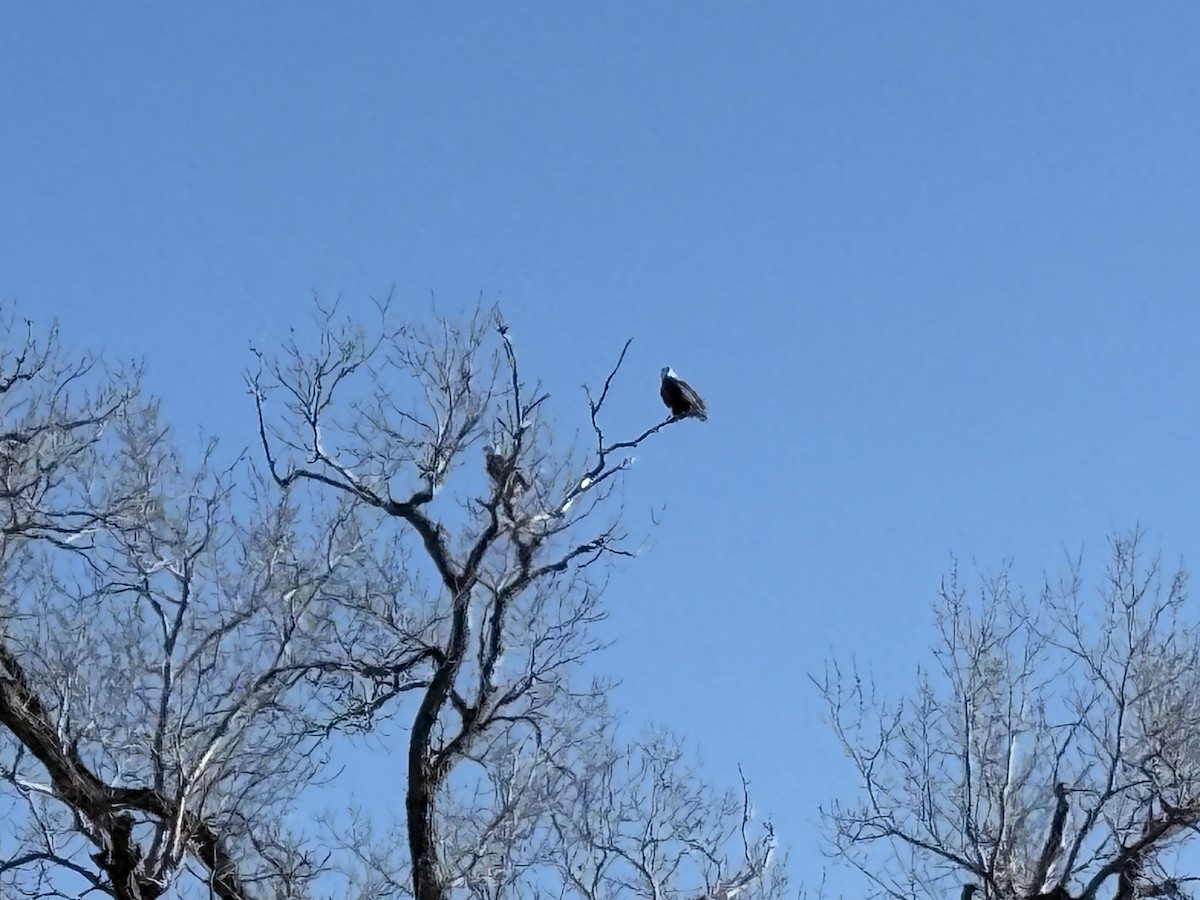 Bald Eagle - ML634844533