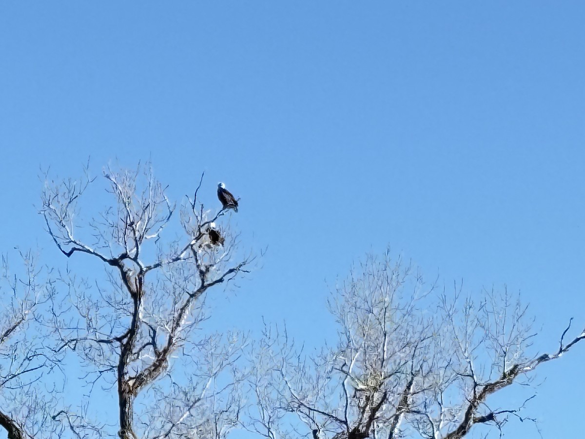 Bald Eagle - ML634844534