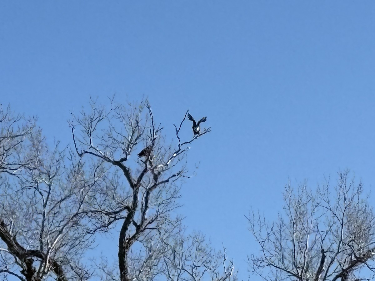 Bald Eagle - ML634844535
