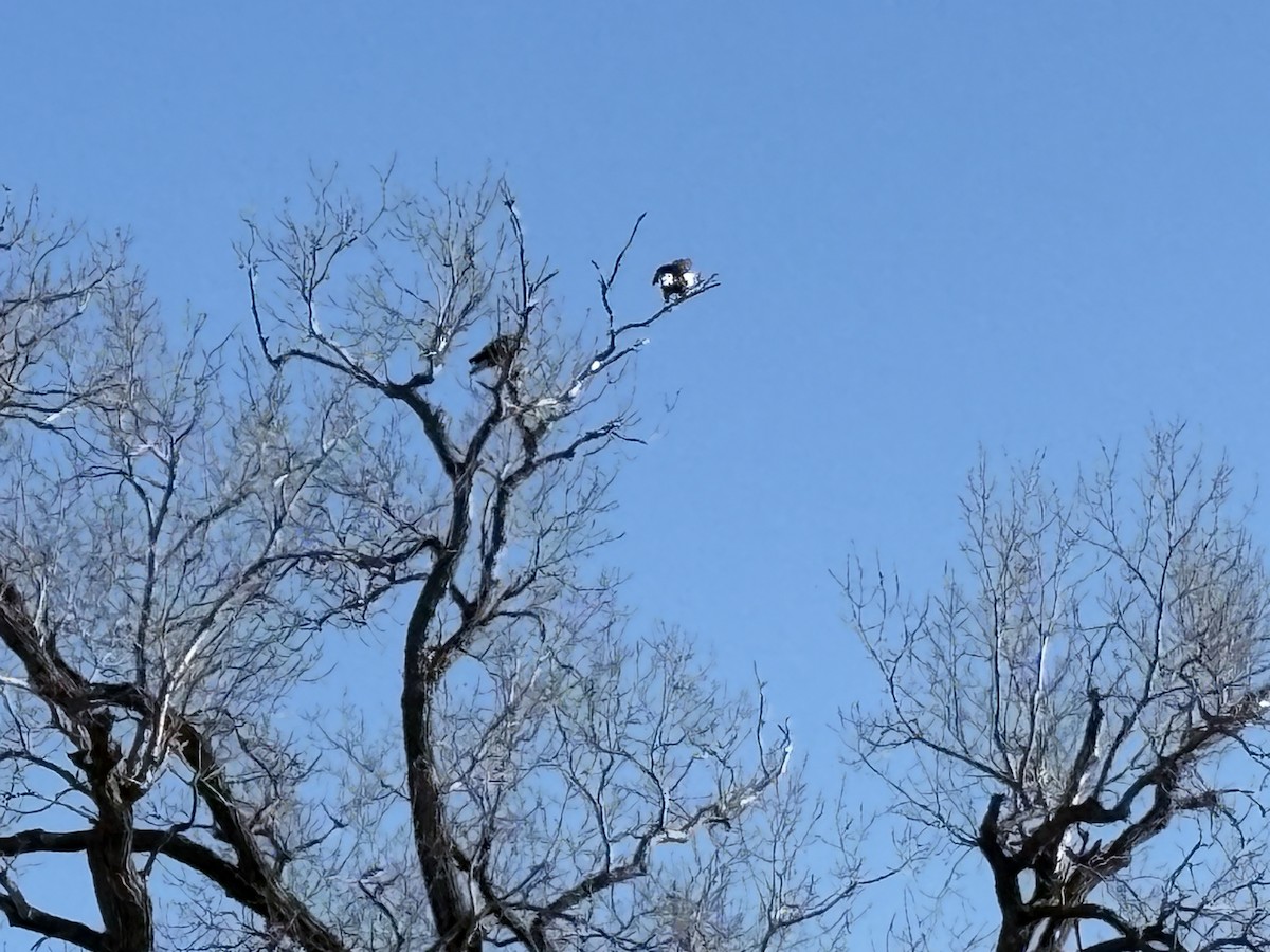 Bald Eagle - ML634844536
