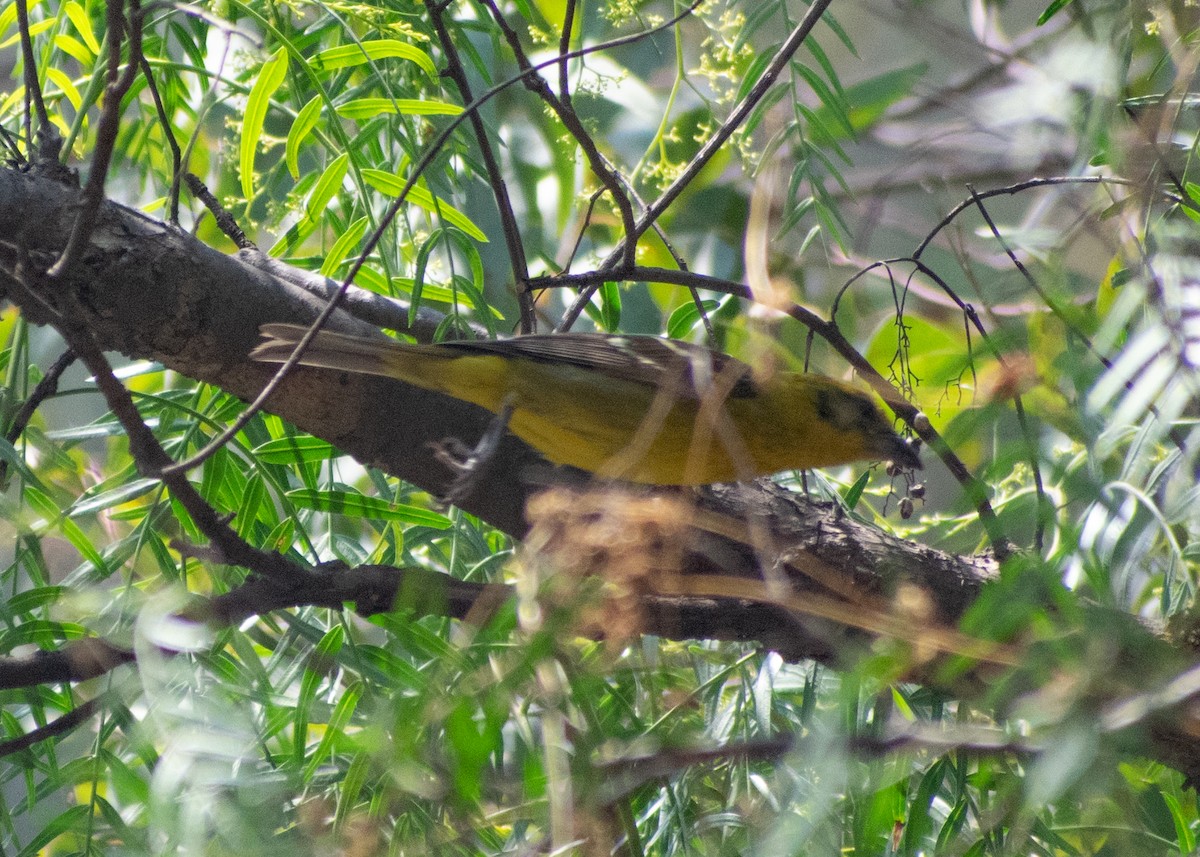 Flame-colored Tanager - ML634844635