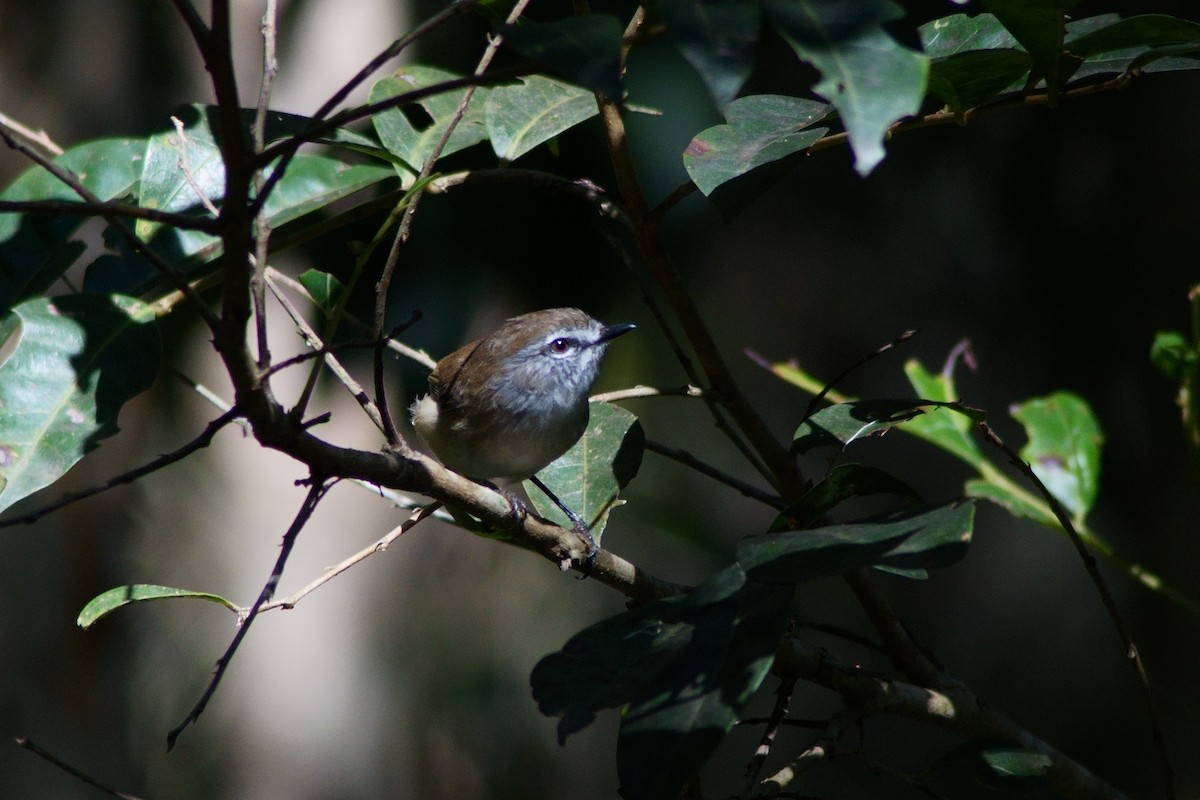 Brown Gerygone - ML634844644