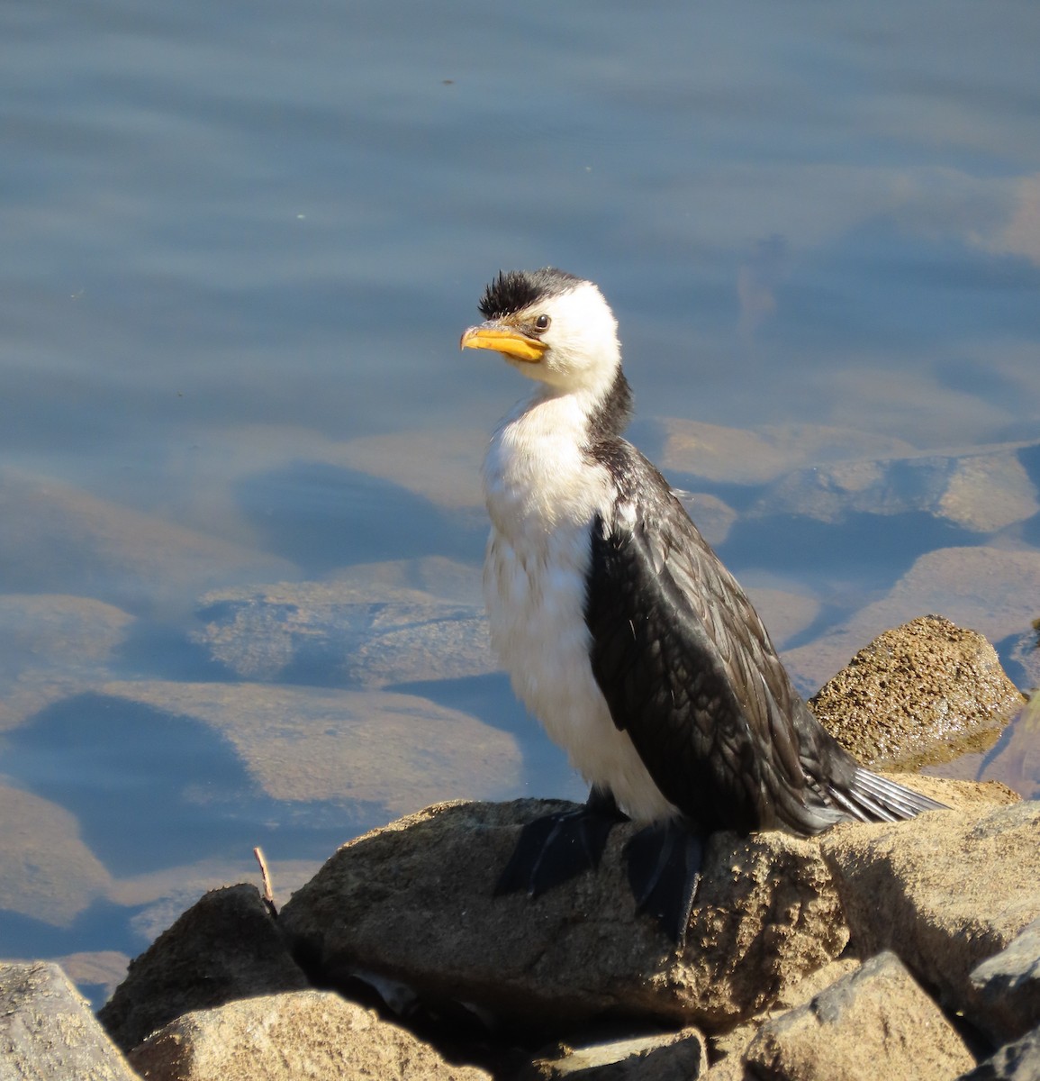 Little Pied Cormorant - ML634844662