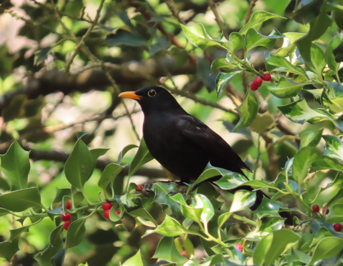 Хар хөөндэй - ML634844664