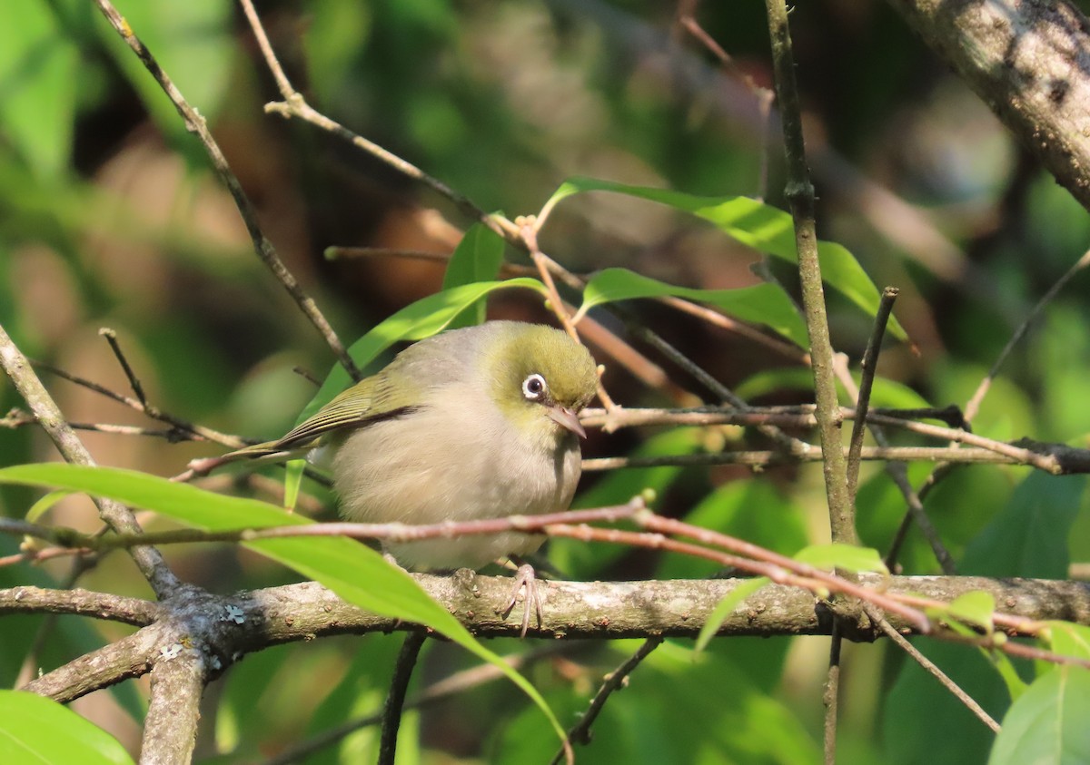 Silvereye - ML634844672