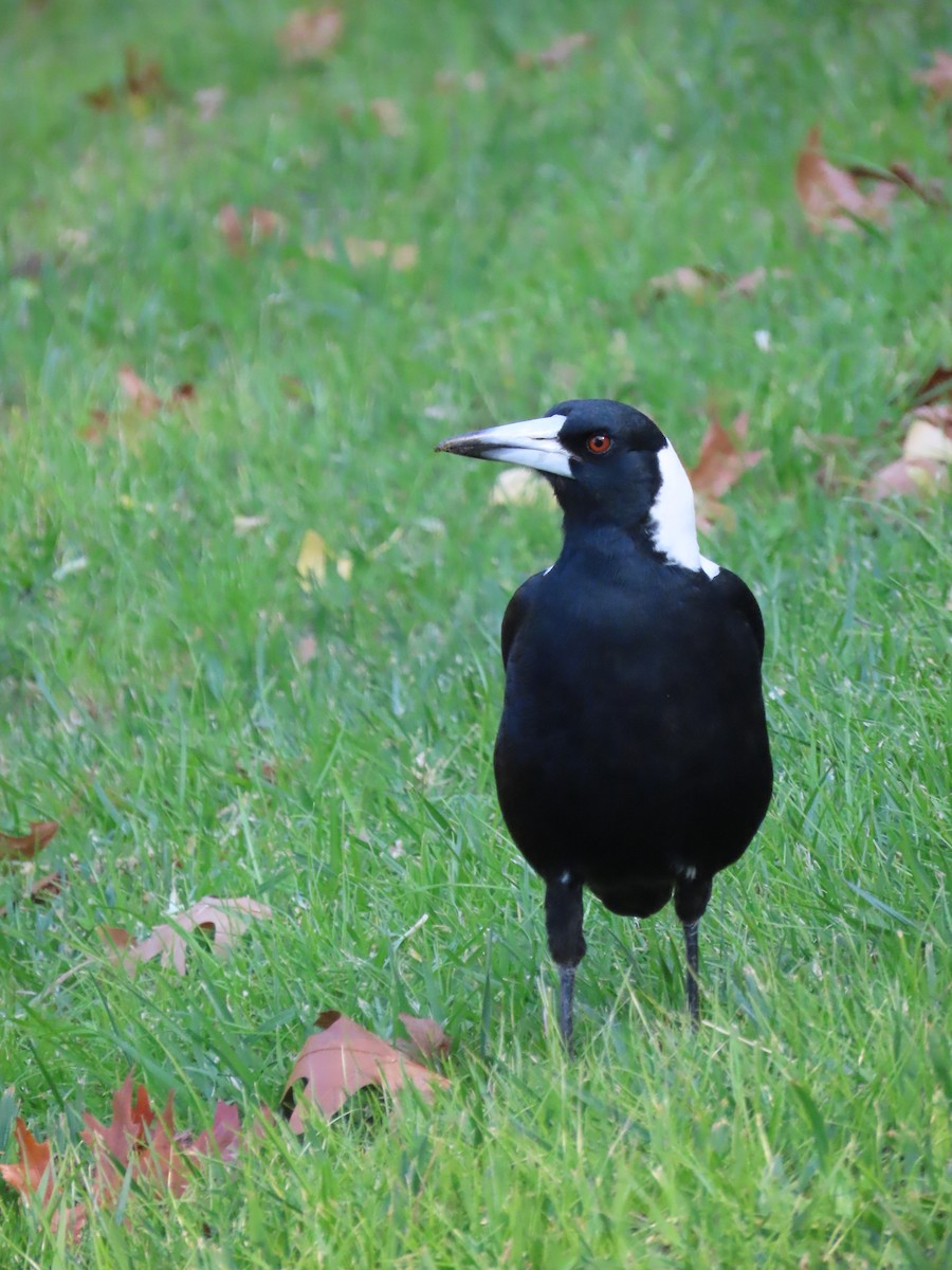 Australian Magpie - ML634844689