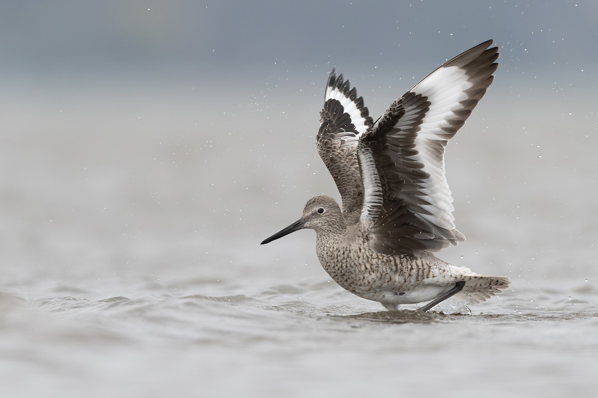 Willet - ML634844761