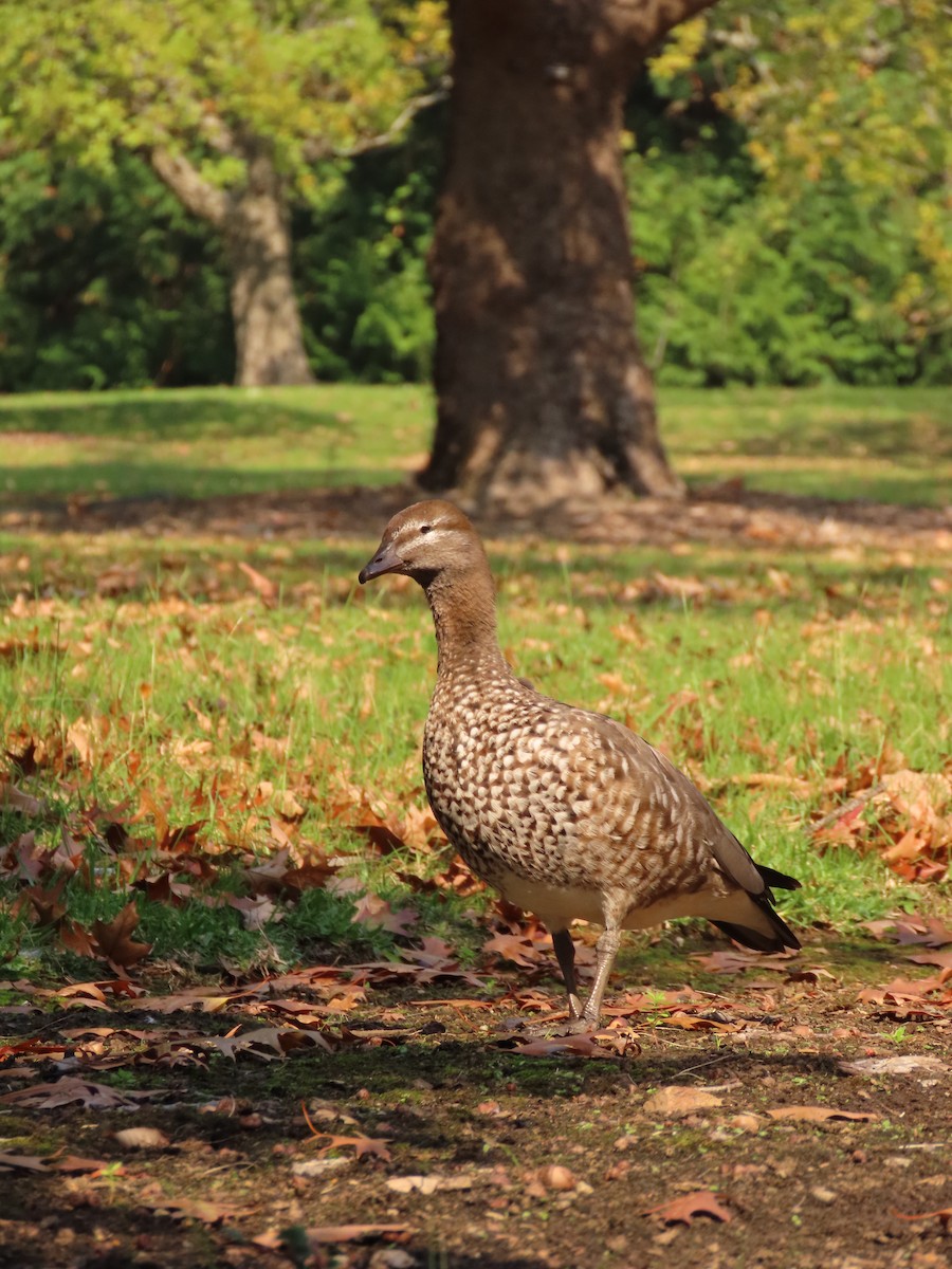 Maned Duck - ML634844764