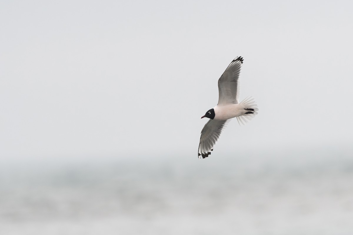 Franklin's Gull - Jack Belleghem
