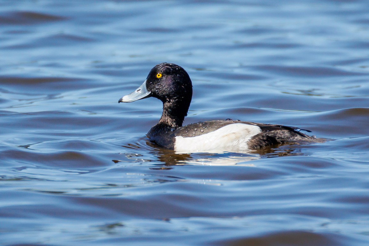 Tufted Duck - ML634844850