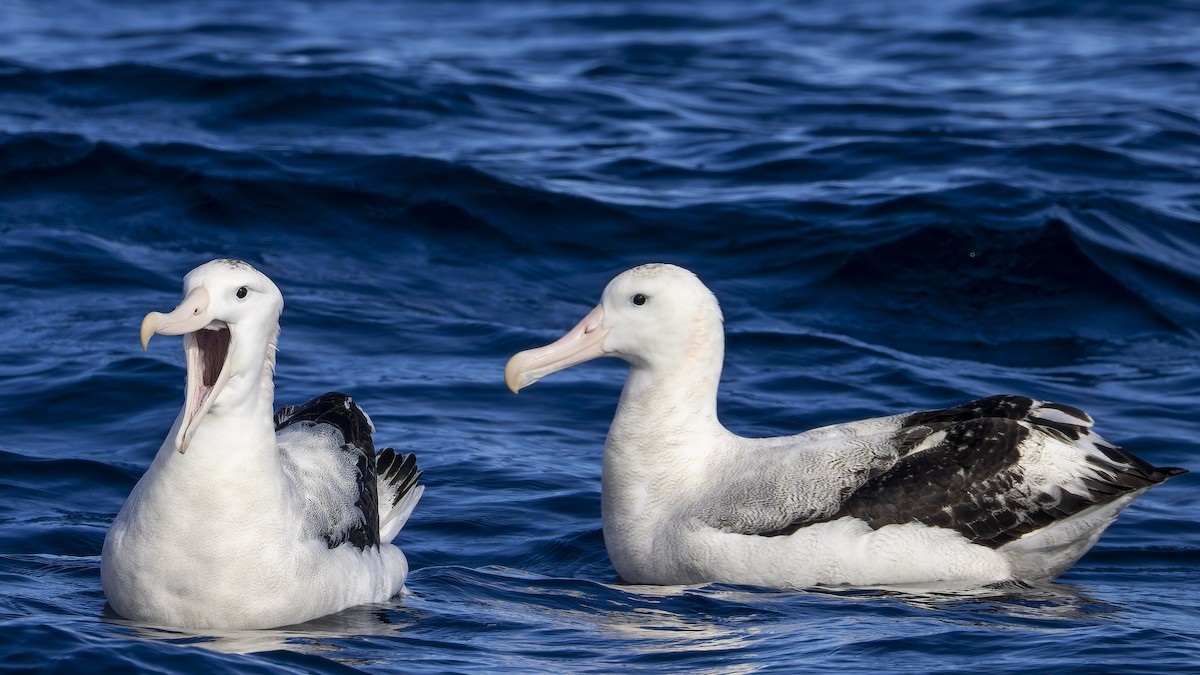 Antipodean Albatross (Gibson's) - ML634844852