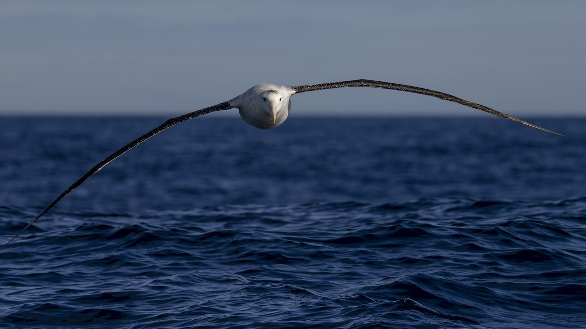 Antipodean Albatross (Gibson's) - ML634844853