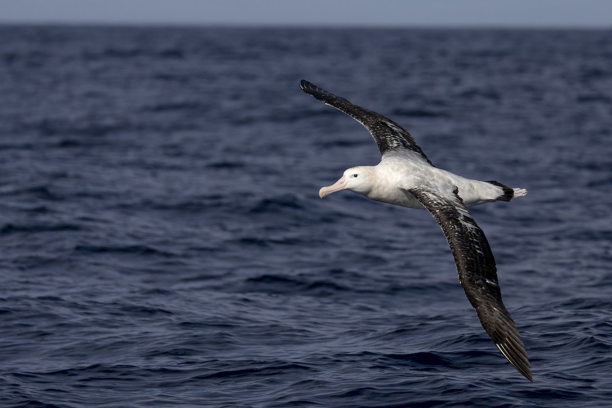 Antipodean Albatross (Gibson's) - ML634844855