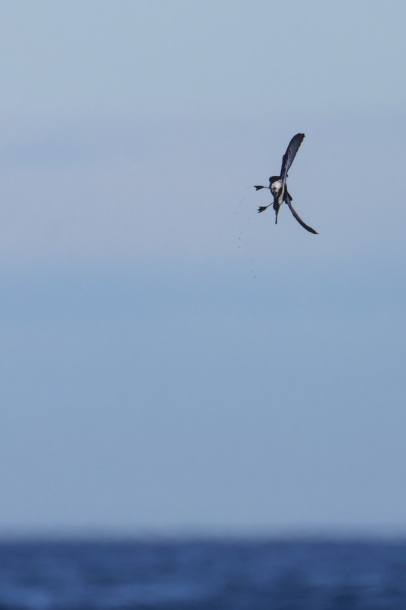 Black-bellied Storm-Petrel - ML634844859