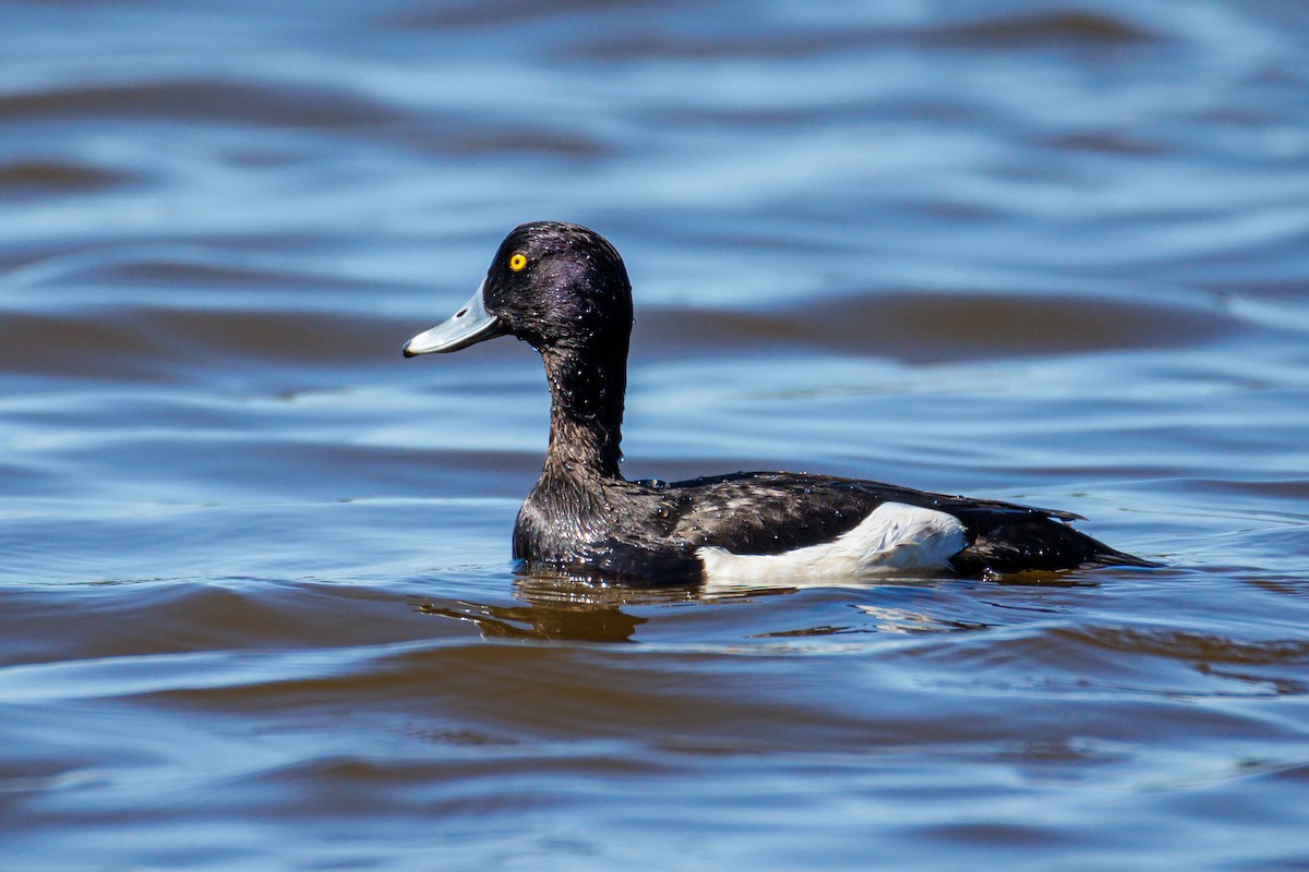Tufted Duck - ML634844860