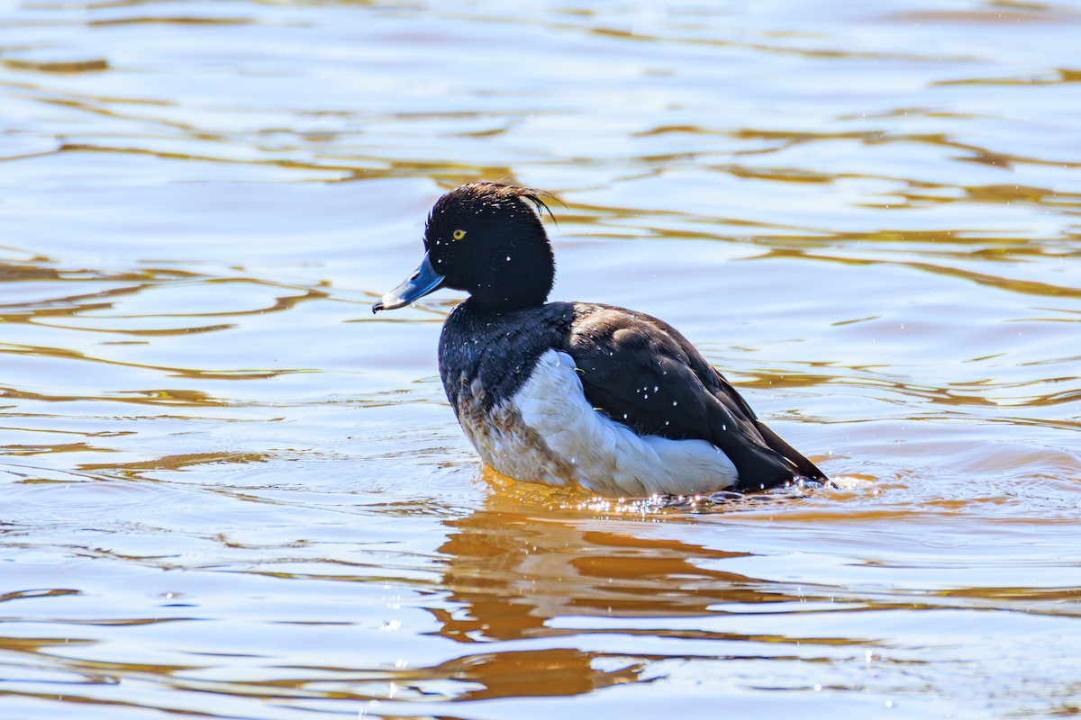 Tufted Duck - ML634844861
