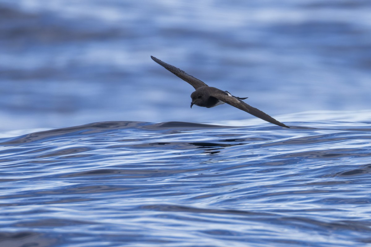 Black-bellied Storm-Petrel - ML634844864