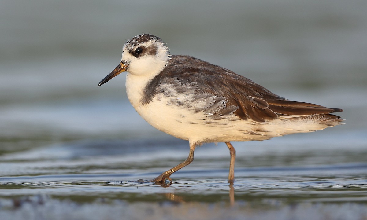 polarsvømmesnipe - ML634844872