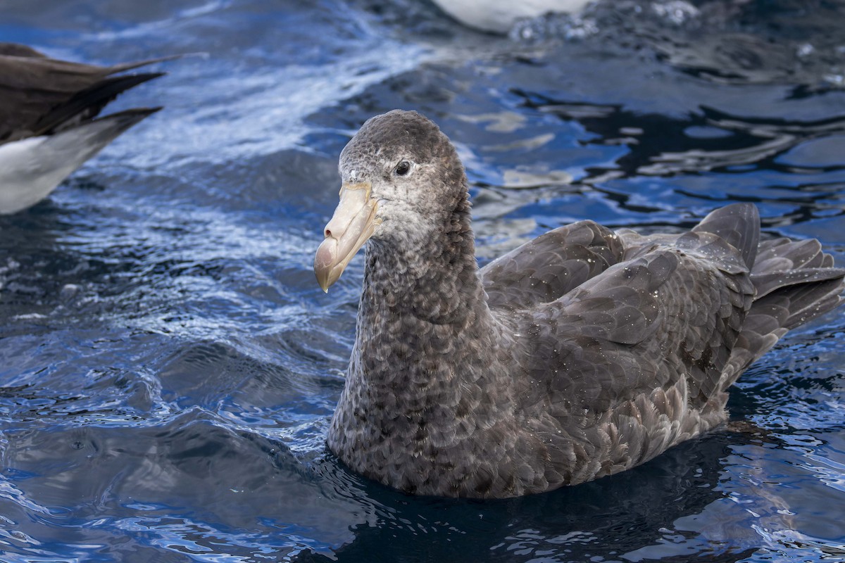 Northern Giant-Petrel - ML634844873