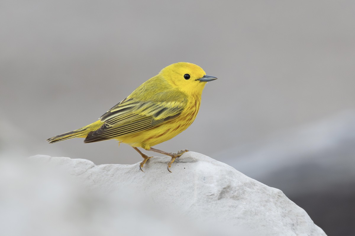 Yellow Warbler - ML634844886
