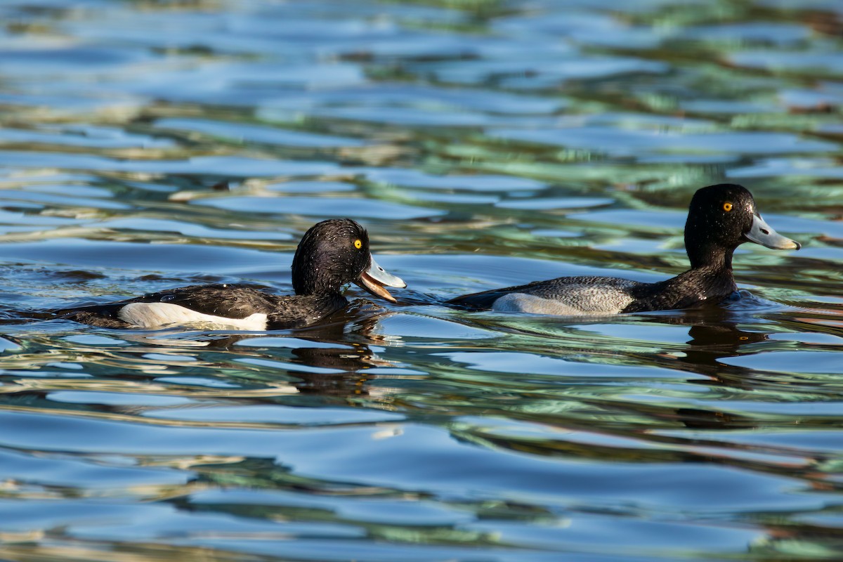 Tufted Duck - ML634844939