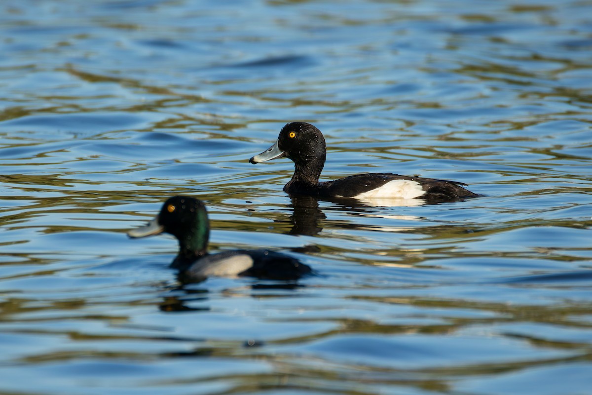 Tufted Duck - ML634844940