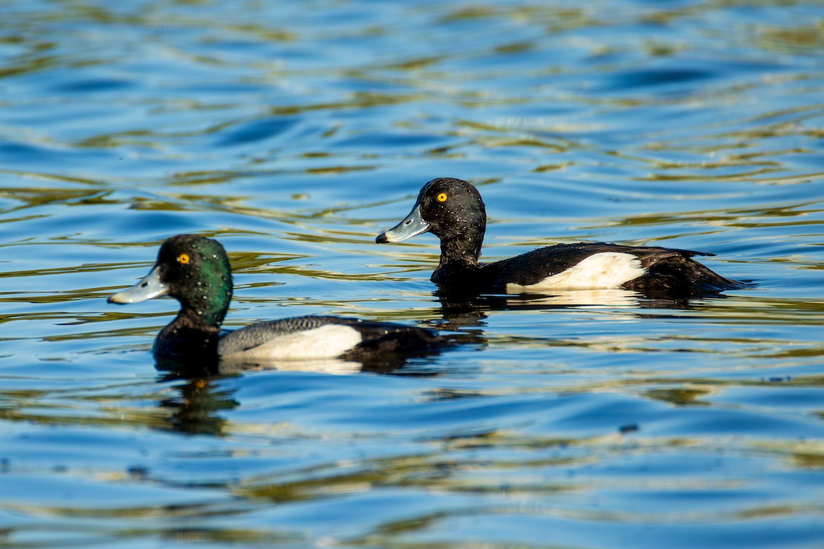 Tufted Duck - ML634844941