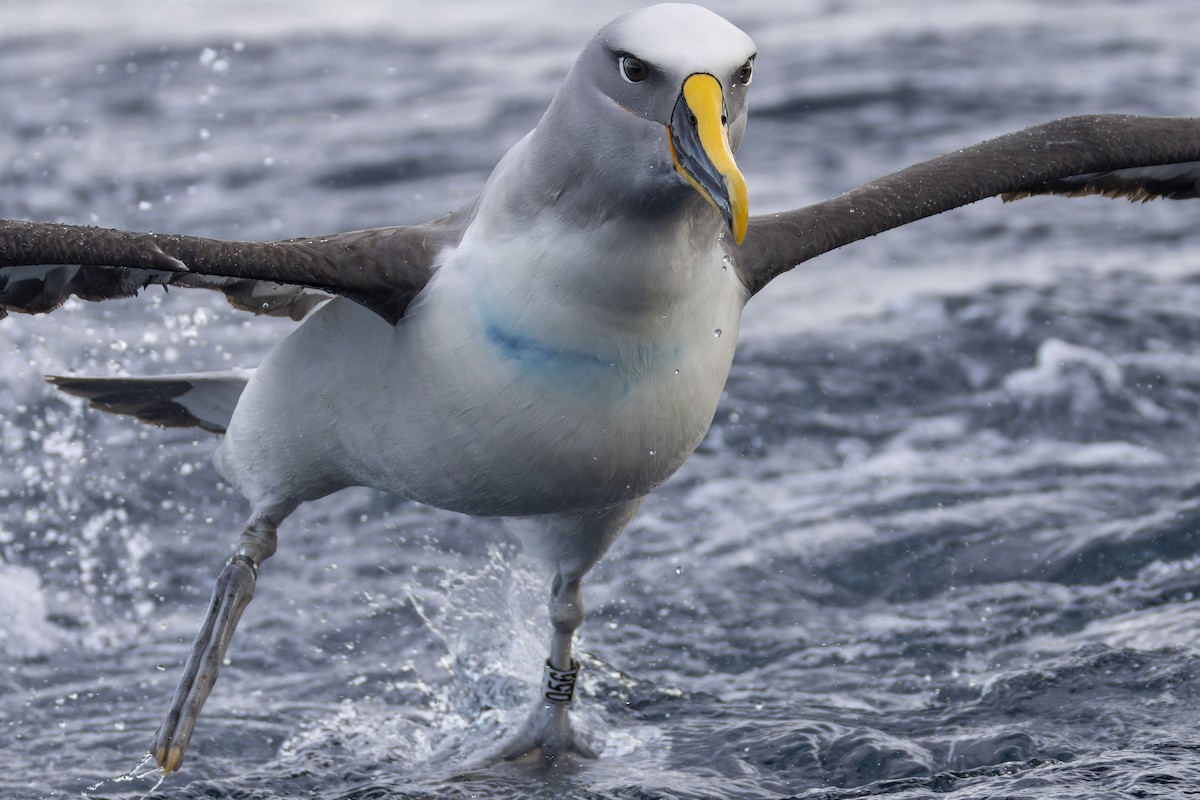 Buller's Albatross - ML634845020