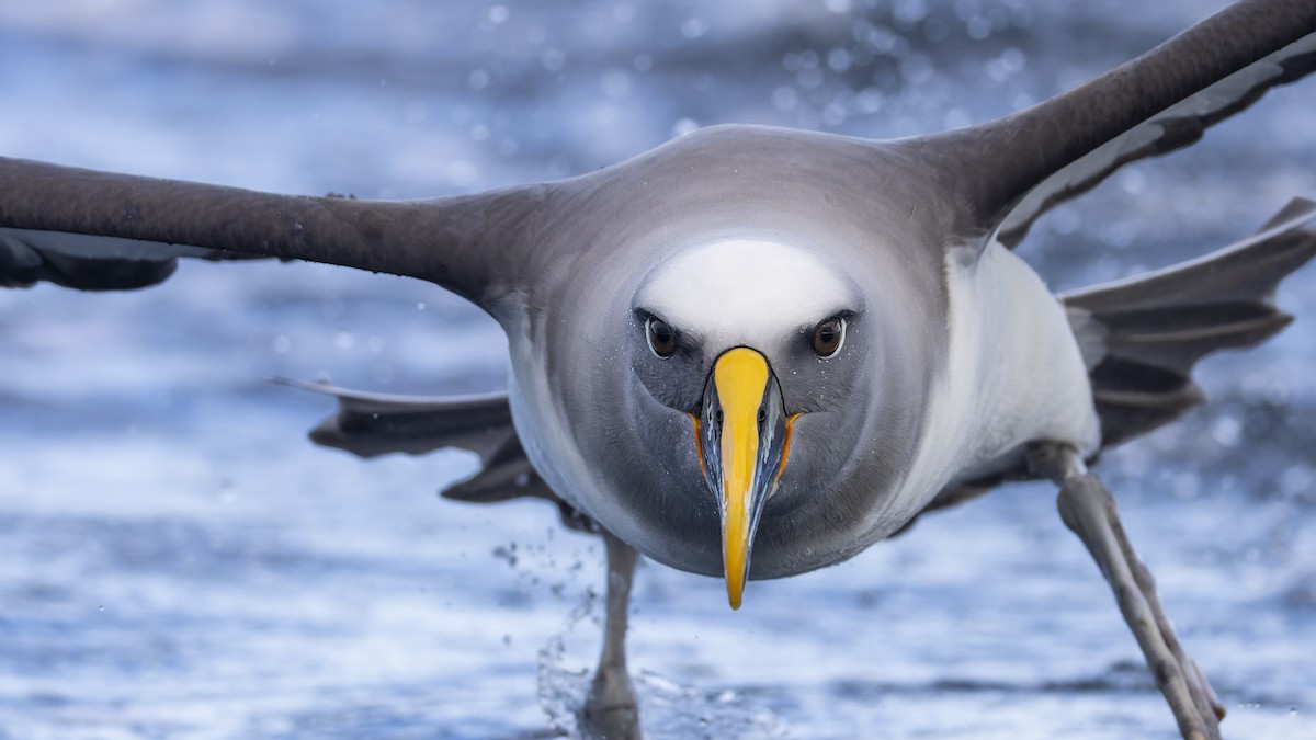 Buller's Albatross - ML634845025
