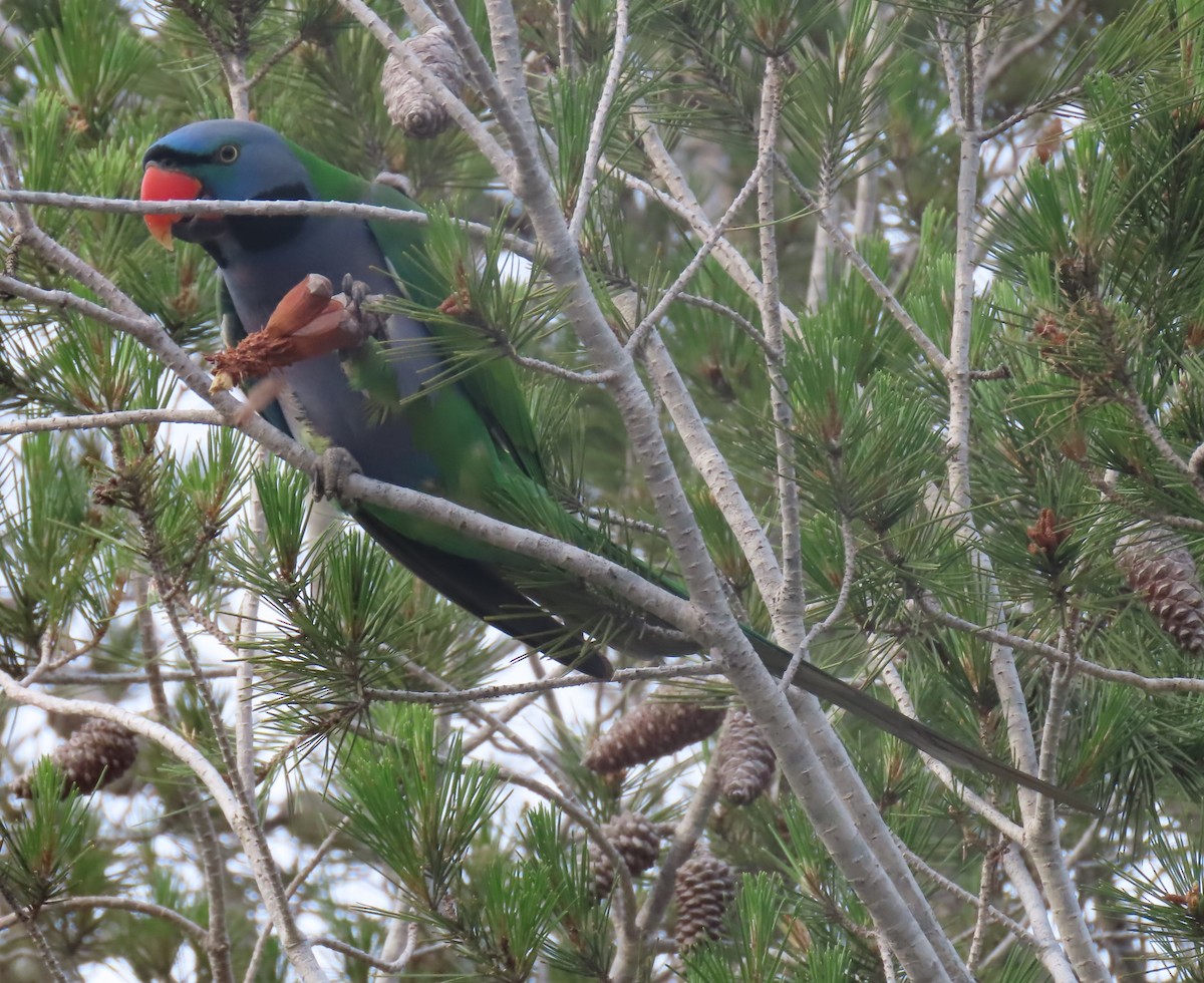 Derbyan Parakeet - ML634845034