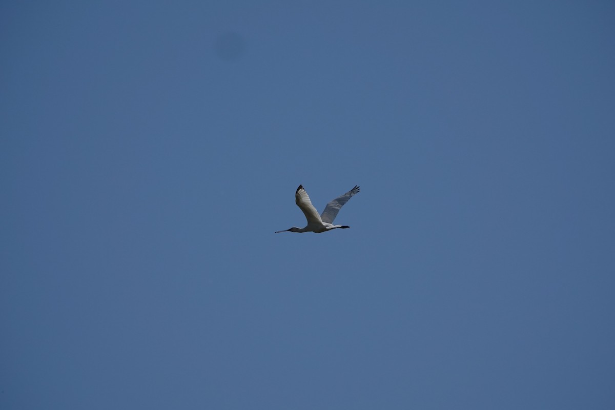 Spatola - ML634845306