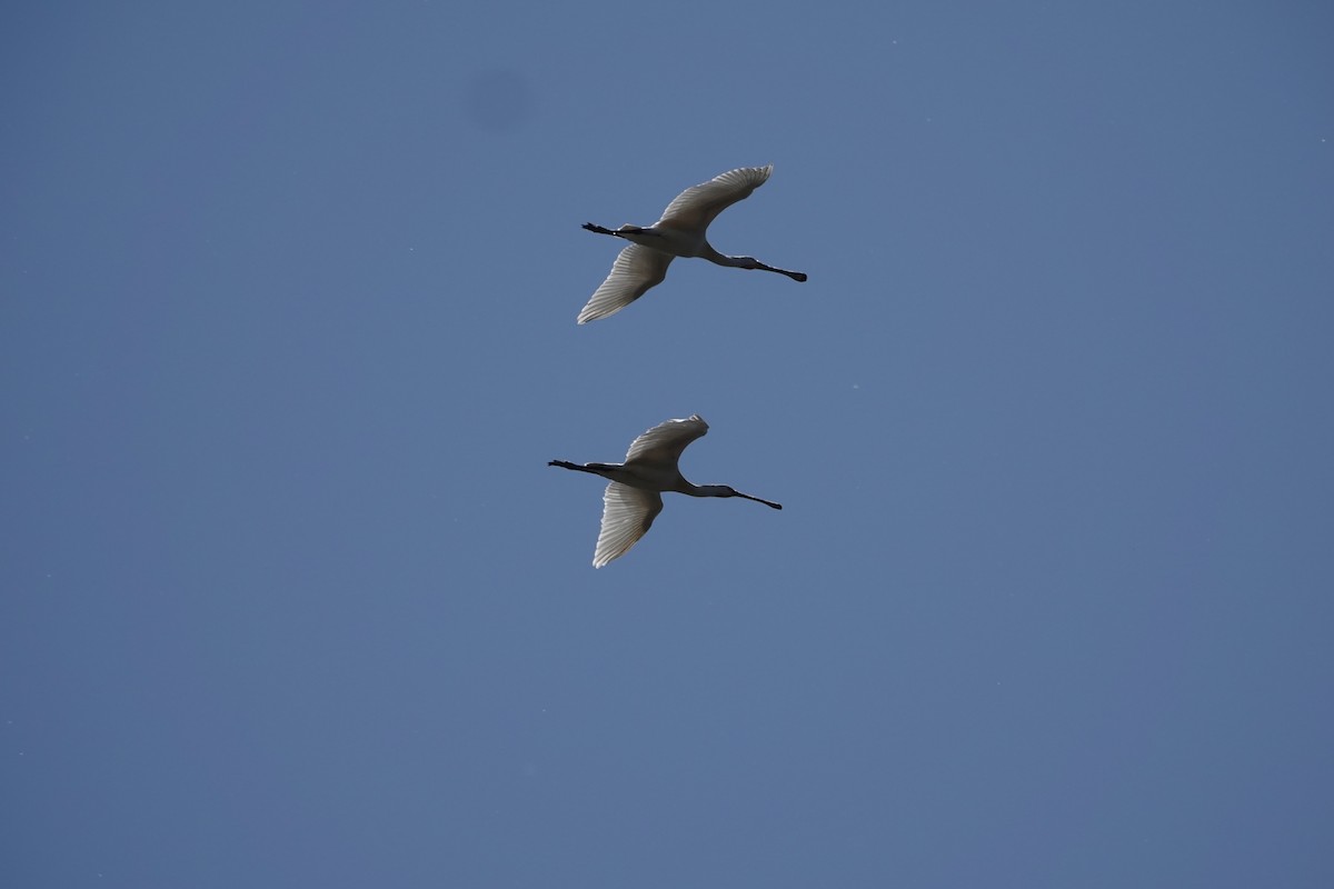 Spatola - ML634845307