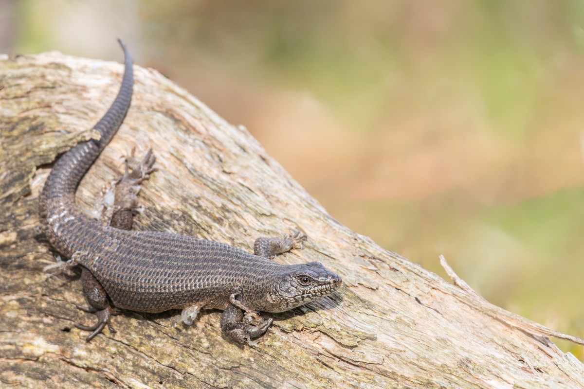 Black Rock Skink - ML634845344