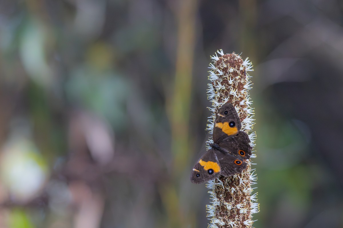 Insects - ML634845397