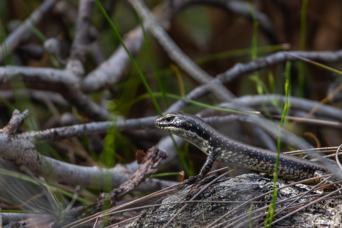 Yellow-bellied Water Skink - ML634845398