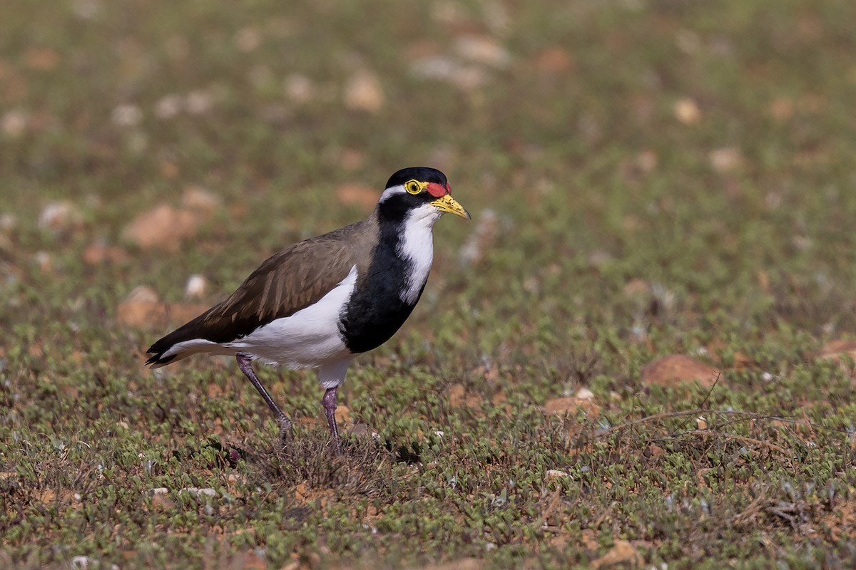 Banded Lapwing - ML634845420