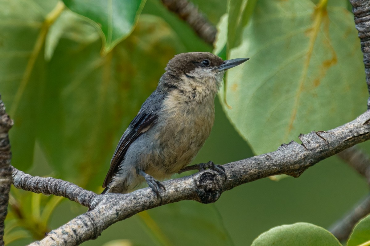 Pygmy Nuthatch - ML634845424